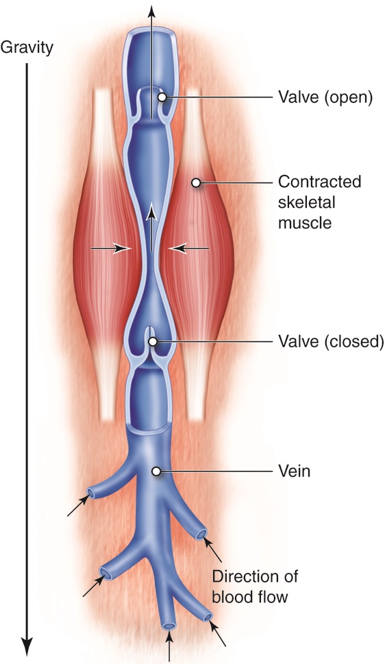 Signs You Should See a Vascular Surgeon